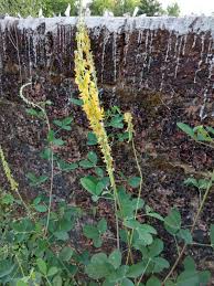Image result for Crotalaria laburnifolia