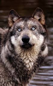 Beautiful Black And Brown Wolf Earth We Live In Blessings From Above Animals Beautiful Wild Wolf Wild Dogs