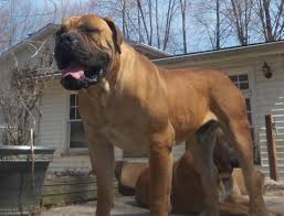 Originating from south africa, the south african boerboel is a large molosser type dog with a natural guardian instinct. Boerboel Info Temperament Puppies Pictures