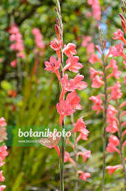 Image result for Watsonia