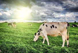 laeacco photography backdrop natural pasture cow portrait scene baby children photographic background photocall for photo studio background aliexpress us 3 69 23 off laeacco photography backdrop natural pasture cow portrait scene baby children photographic background photocall for photo