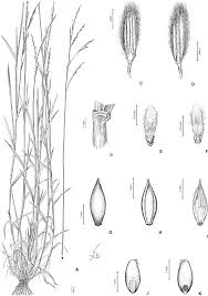 Image result for Megaloprotachne albescens