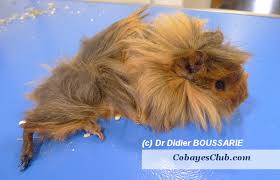 L'alopécie n'est pas une maladie mais plutôt un symptôme qui peut avoir différentes causes : Comment Supplementer Son Cochon D Inde En Vitamine C