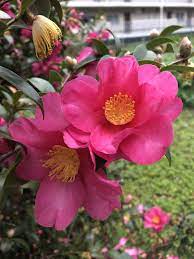 tinkerbell on twitter 寒風の中で君の場所だけが明るく輝いて見える beautiful flowers flowers plants