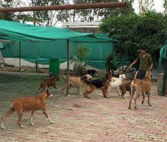 Dog pet resort near me. Happy Pups Pet Resort Chandani Chowk Dog Hostels In Pune Justdial