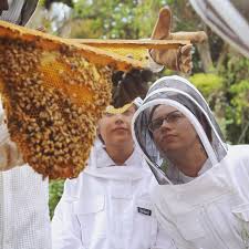 Check out our top bar beehive selection for the very best in unique or custom, handmade pieces from our beekeeping shops. Langstroth Vs Top Bar Hive Beekeeping Like A Girl