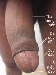 Dương vật người – Wikipedia tiếng Việt