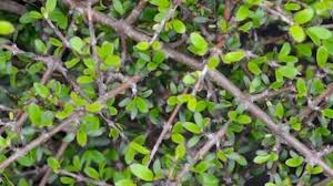 Image result for Coptosperma zygoon