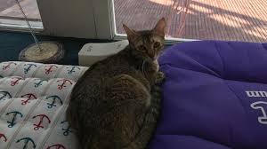 Cafetería de gatos": el bar que revolucionó las tardes de Punta del Este -  Infobae