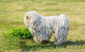 Image result for Komondor