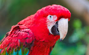 Grey Bird With Red Neck Download Wallpaper 3840x2400 Parrot Beak Color Red Ultra Hd 4k Hd Background Parrot African Grey Parrot Red Wallpaper