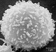 Image result for T-Lymphocyte