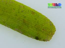 Image result for Cymodocea serrulata