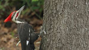 Free quotes from approved local woodpecker damage repair pros. Save A Snag Protect A Woodpecker S Home