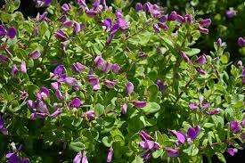 Image result for Polygala petitiana