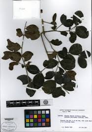 Image result for Crossopetalum