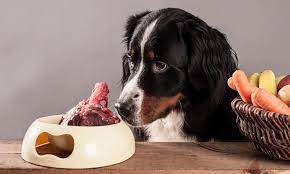 狗狗吃生肉的利与弊- 知乎