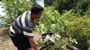 Mulailah menanam pisang di pot yang berukuran 15 cm atau 20 cm, dengan lubang drainase di bagian bawahnya. Hari Menanam Pohon Cara Membuat Tabulampot Di Lahan Sempit Tribun Pekanbaru