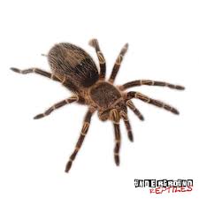 Chaco golden knee tarantula care. Baby Chaco Golden Knee Tarantulas For Sale Underground Reptiles