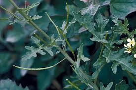 Image result for Erucastrum