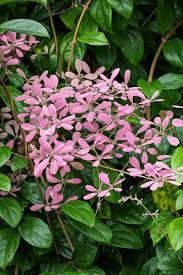 Image result for Congea