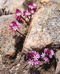 Image result for Ledebouria macowanii