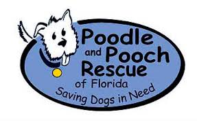 Find an animal shelter or rescue group. Poodle And Pooch Rescue In Central Florida Adopt A Dog Rescue A Dog Special Needs Dog Care Save Seniors Dogs Donate To Save Dogs Lives