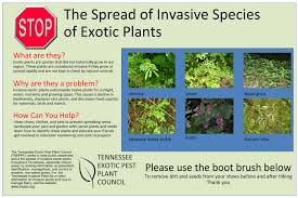 Don't dig plants from the wild. Initiatives Tennessee Invasive Plant Council