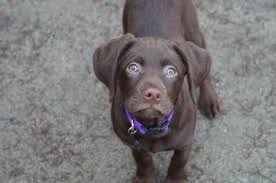 My 14 Week Old German Shorthaired Pointer Chocolate Lab Mix Annie Fetch Furry Friend Cute Puppies Dog Pictures