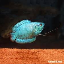 Poisson Colisa Lalia Cobalt Autres Marques Peces
