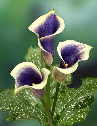 Calla Lilies In Purple Beautiful Flowers Flower Garden Blooming Plants