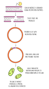 Now a whole new set is emerging around covid vaccines — and spreading as virulently as the pandemic they are meant to control. Genetic Modification The Science Hive