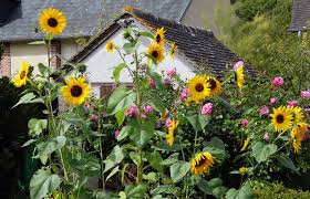 Mit diesen tipps für sonnenblumen gedeihen die pflanzen optimal. Sonnenblumen Verschiedene Sorten Und Deren Eigenschaften Vorgestellt