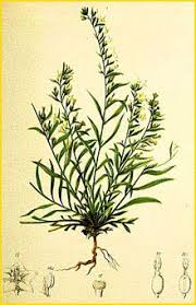 Image result for Thesium goetzeanum