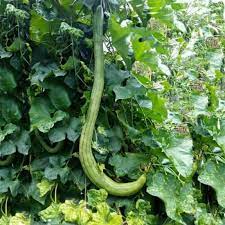 If the soil is cold and soggy, the seeds will likely rot and never germinate. Giant Long Luffa Sponge Seeds Luffa Aegyptiaca Cina 2 15