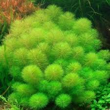 Image result for Limnophila fluviatilis