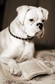 white boxer reading whiteboxer boxer dogs boxer dog boxer puppies