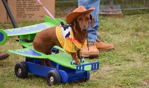 We did not find results for: Annual Buda Wiener Dog Races Do512 Family