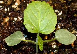 Image result for Sida spinosa