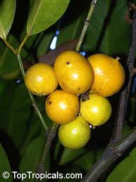 Image result for Garcinia pachyclada