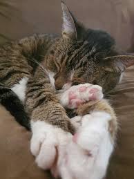 Cats of any age can develop this condition. Foot Pillow Cats