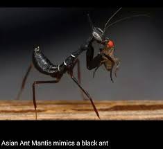 Black And White Insect With Stinger A Black Praying Mantis Bugs And Insects Praying Mantis Cool Insects