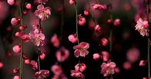 Kumpulan desain super keren banget cocok untuk. Paling Keren 27 Wallpaper Bunga Sakura 3d Di 2020 Bunga 1200x630 Download Hd Wallpaper Wallpapertip