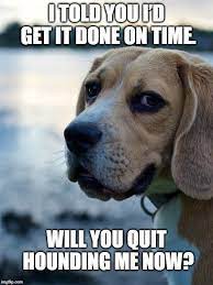 Funny Hound Dog Puns Dog Puns Hound Dog Hound Dog Breeds