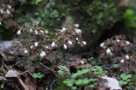 Image result for Isopyrum nipponicum