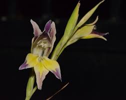Image result for Gladiolus trichonemifolius