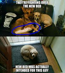 Dogs Are Forever Toddlers Cute Animals Funny Animals Cute Baby Animals