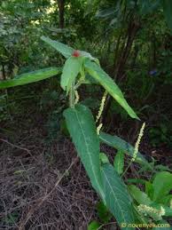 Image result for Adenia mossambicensis