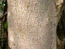 Image result for Broussonetia papyrifera