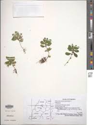 Image result for Elatostema monticola